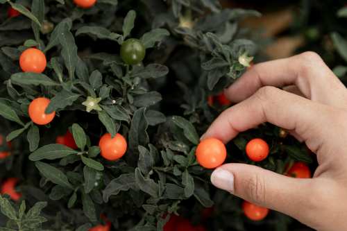 Culturi care nu necesita ingrijire intensiva